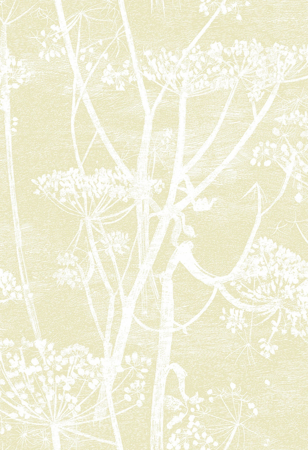 Cow Parsley White & Soft Yellow