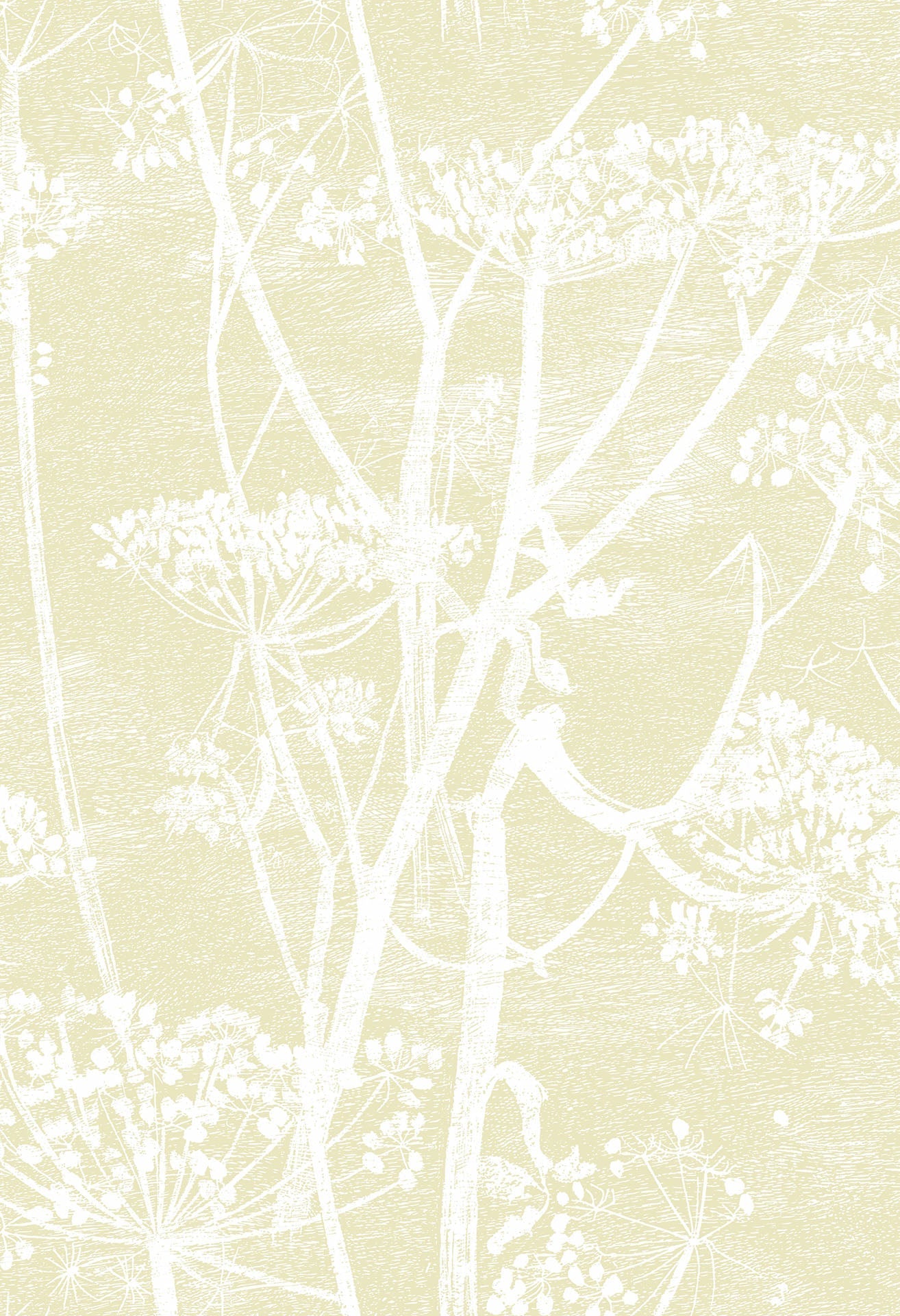 Cow Parsley White & Soft Yellow