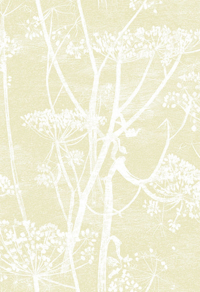 Cow Parsley White & Soft Yellow