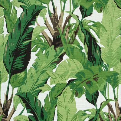 TRAVELERS PALM - Green
