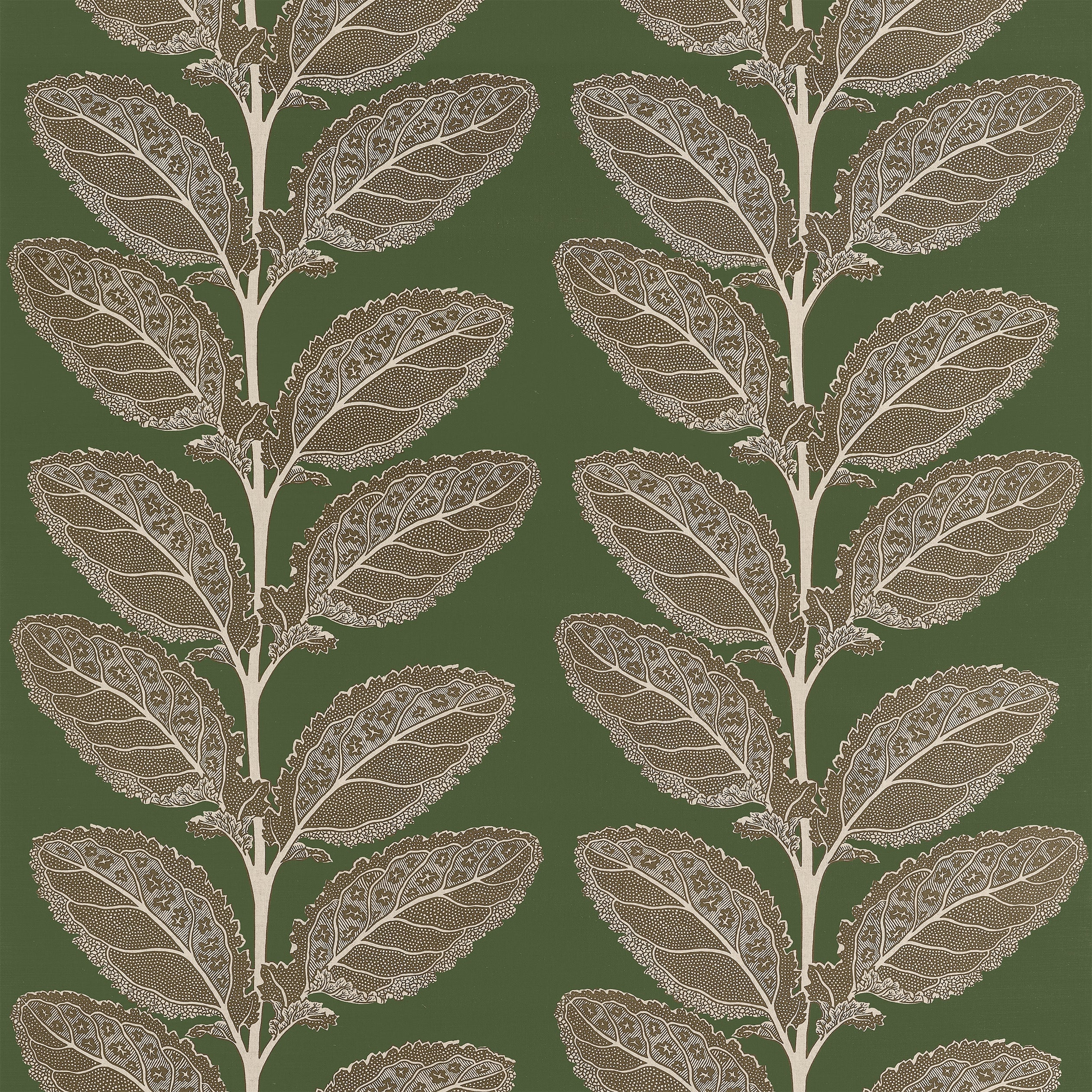 LACINATO - Wild Sage