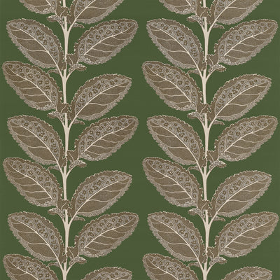 LACINATO - Wild Sage