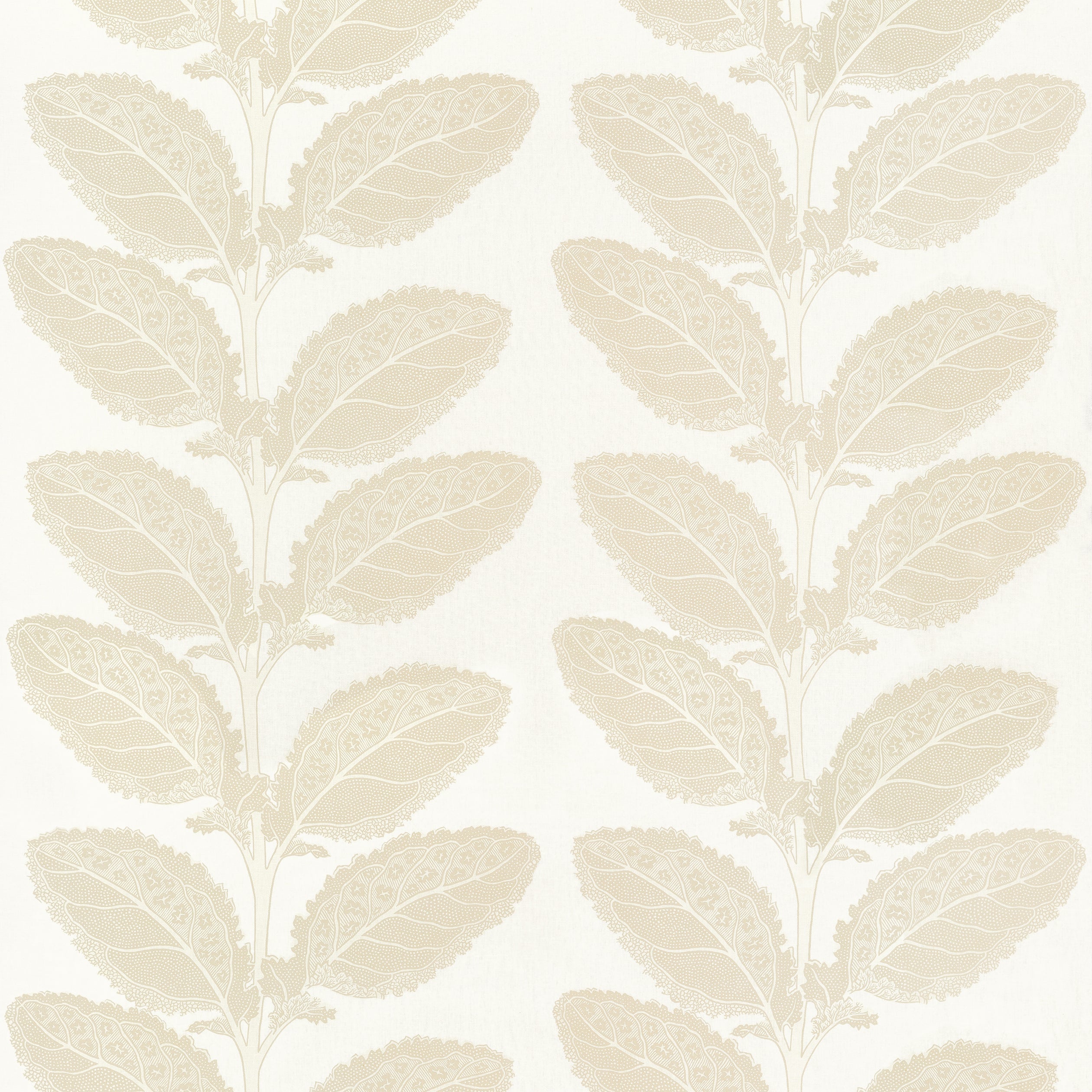 LACINATO - Birch