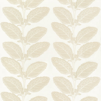 LACINATO - Birch
