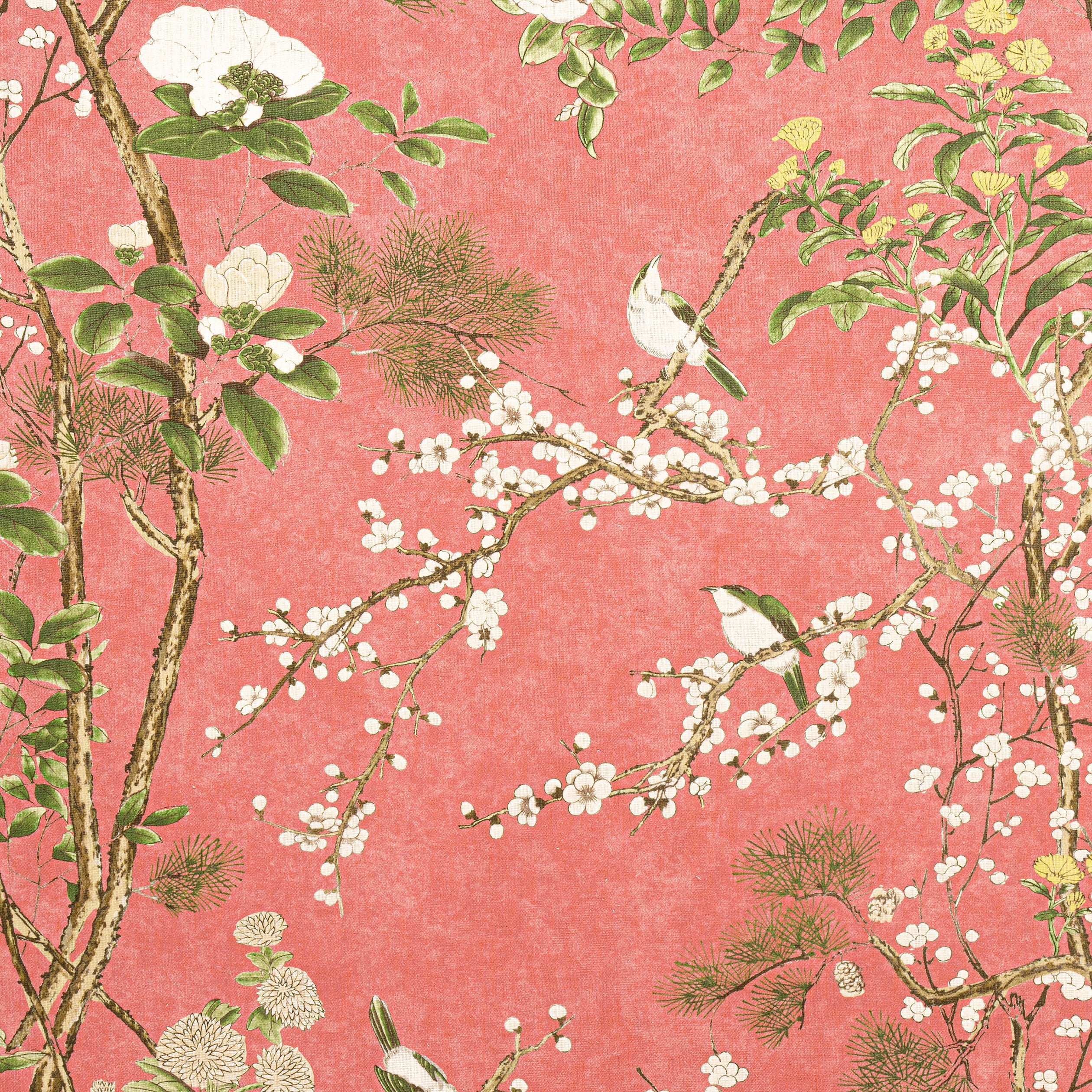 KATSURA - Coral
