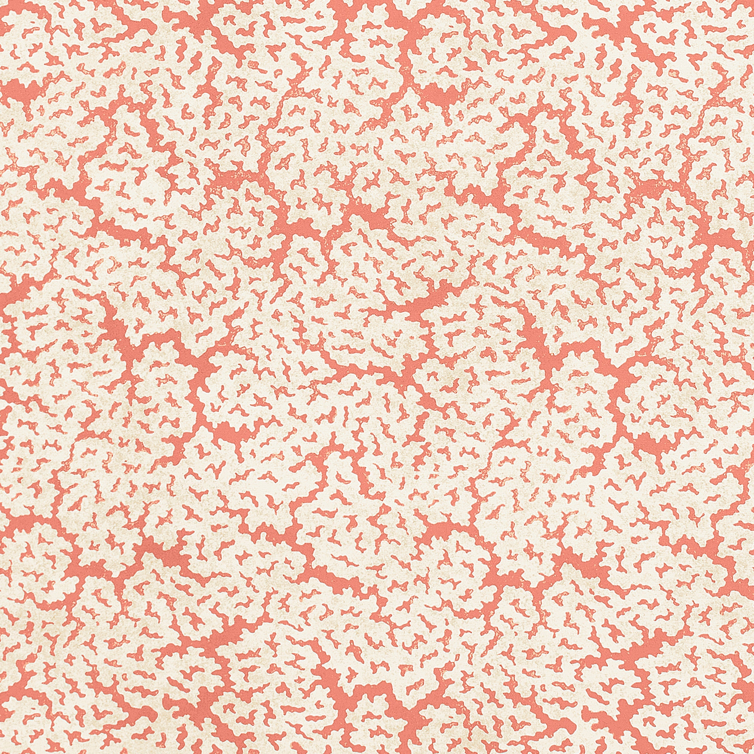 MALDIVES - Coral