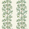 MANGROVE TREE - Sage