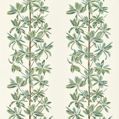 MANGROVE TREE - Sage