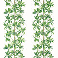 MANGROVE TREE - Green and White