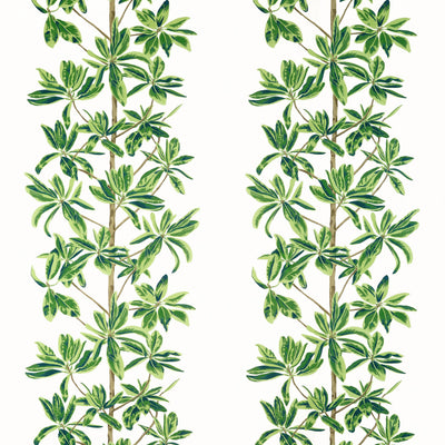 MANGROVE TREE - Green and White