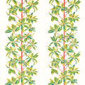 MANGROVE TREE - Coral