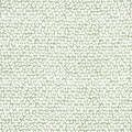 MALUKU - Spruce
