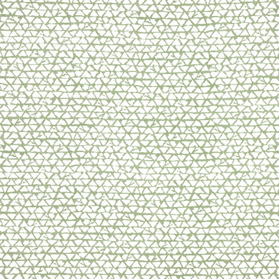 MALUKU - Spruce