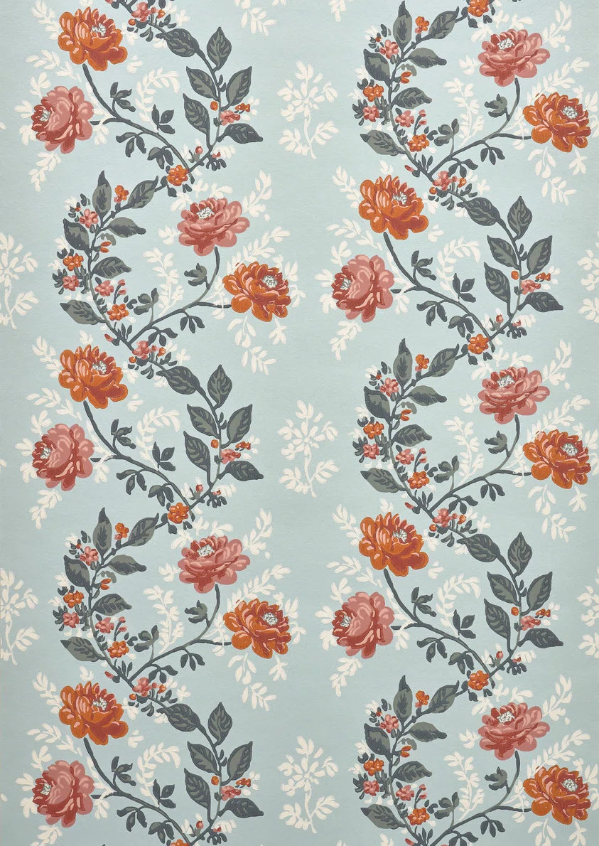 Rosa Abricot - Lumières Boréales