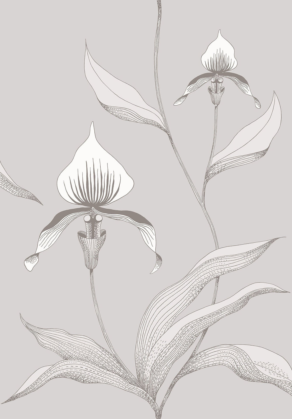 Orchid White & Shell on Dove