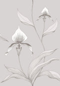 Orchid White & Shell on Dove
