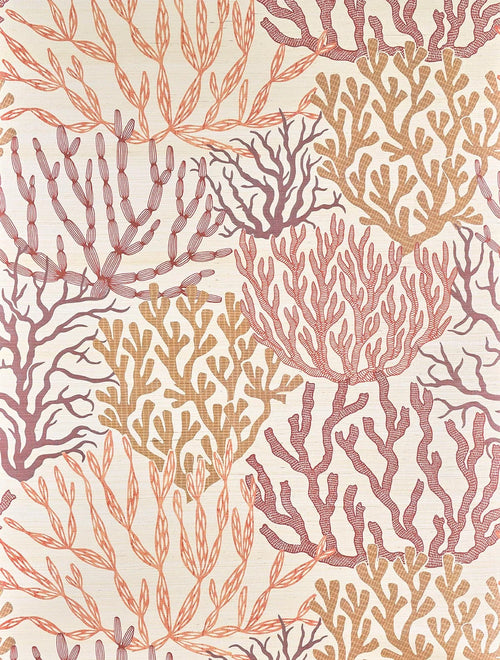 Acropora Opale - Les Dessins 7