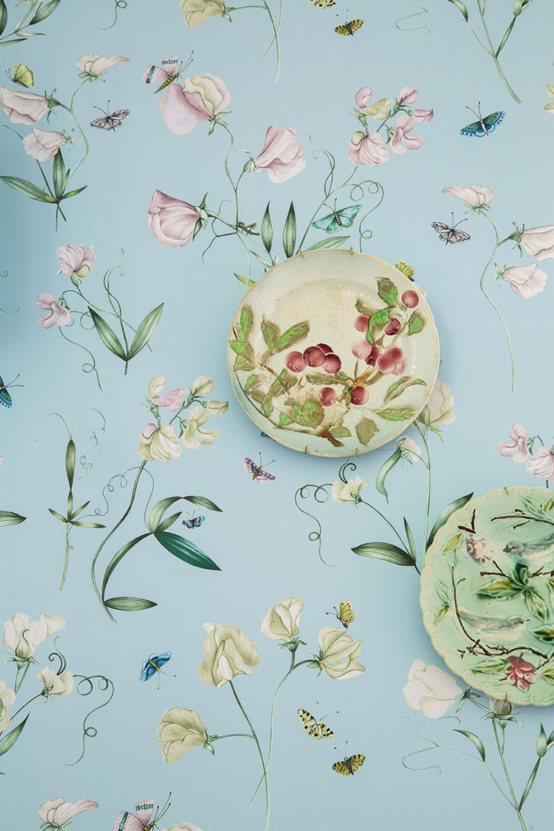 Les pois de senteur Ciel - Jardins Secrets