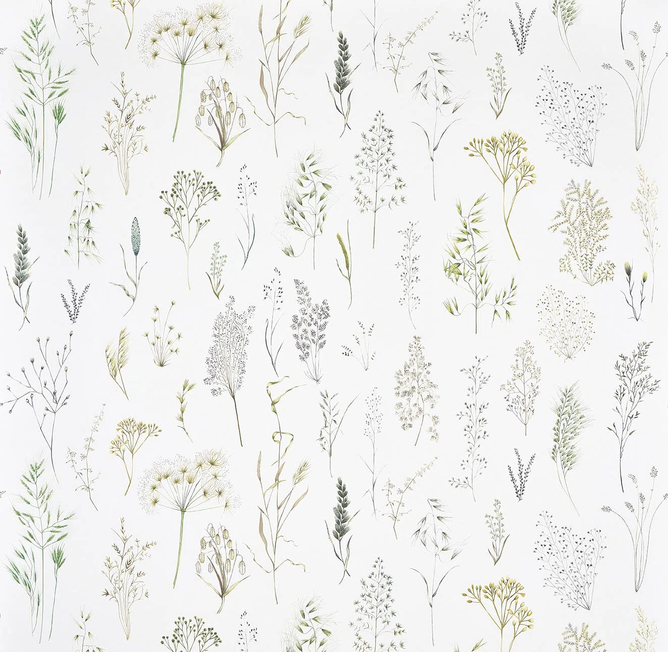 Champ fleuri Fusain - Jardins Secrets