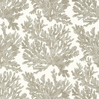 MARINE CORAL - Beige