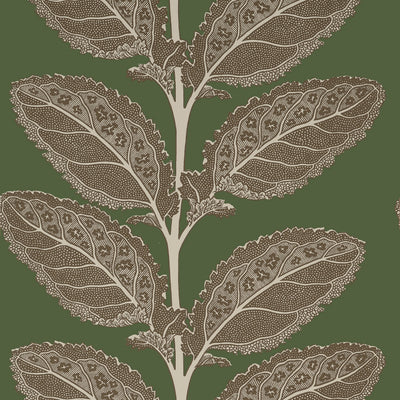 LACINATO - Wild Sage