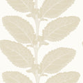 LACINATO - Birch