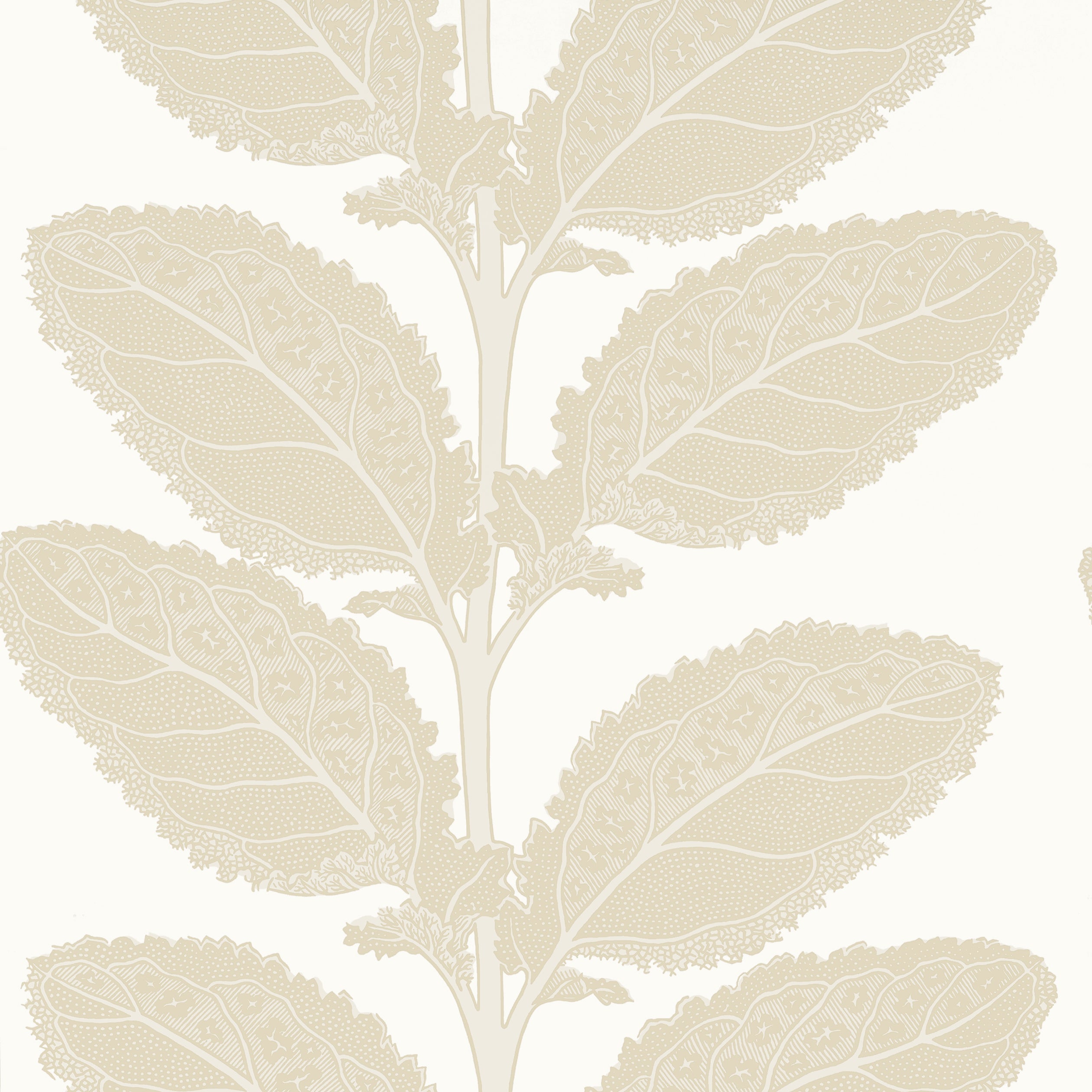 LACINATO - Birch