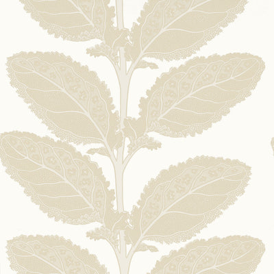 LACINATO - Birch