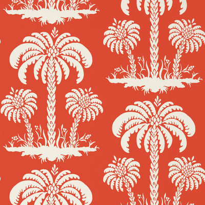 PALM ISLAND - Coral
