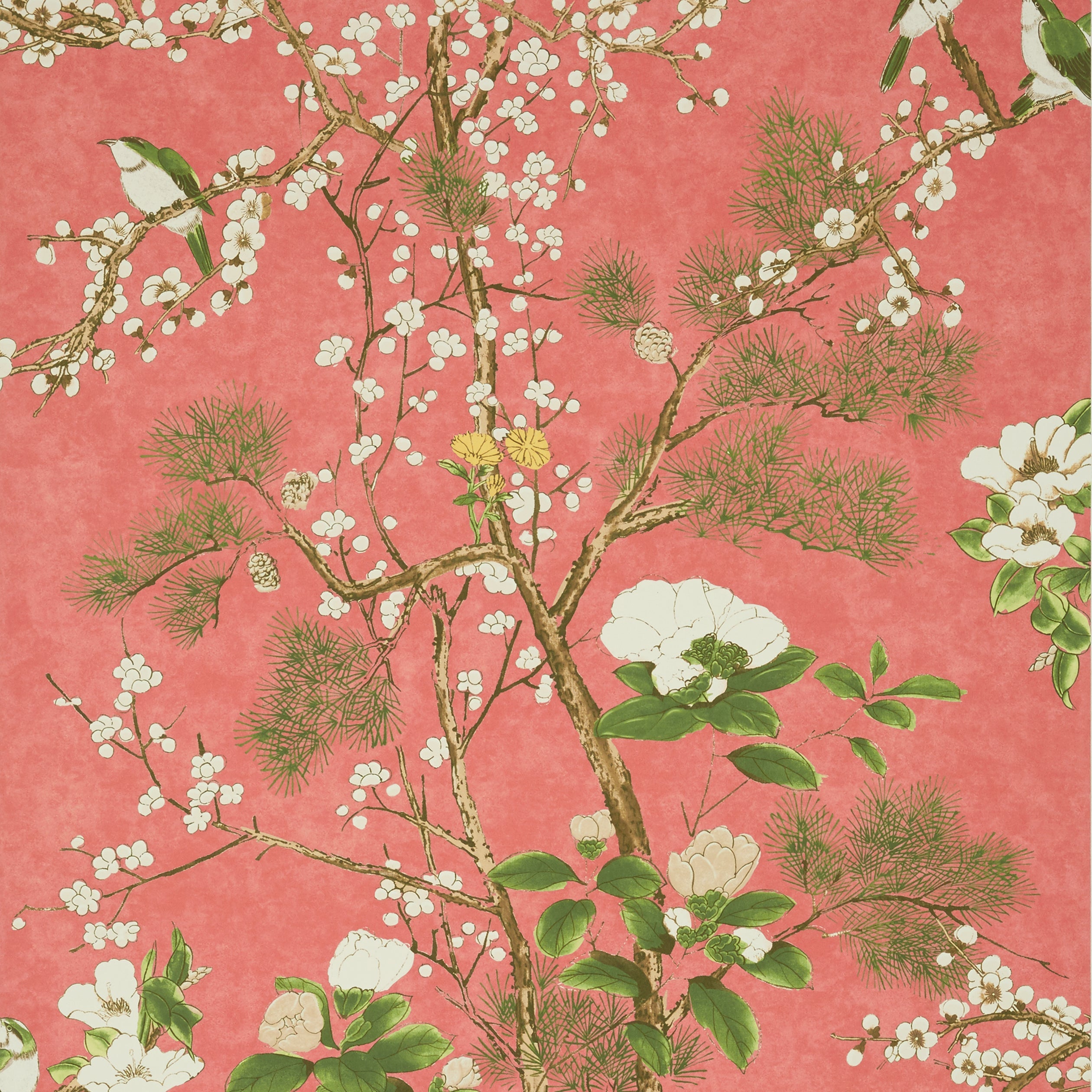 KATSURA - Coral