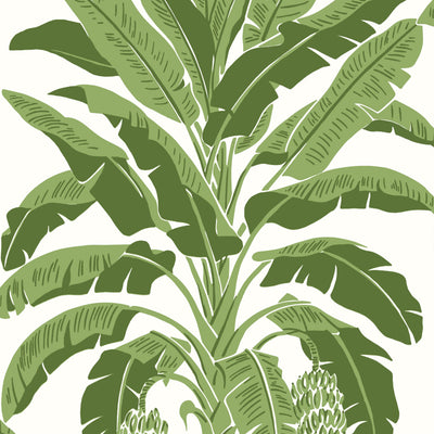 BANANA TREE - Green