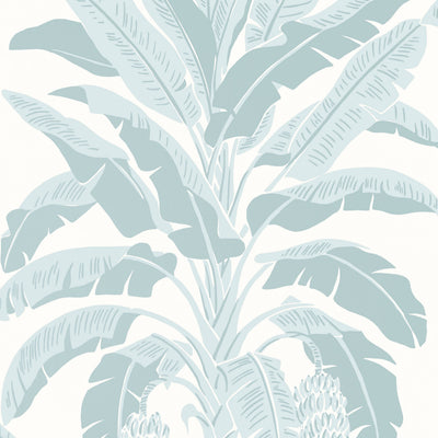 BANANA TREE - Spa Blue