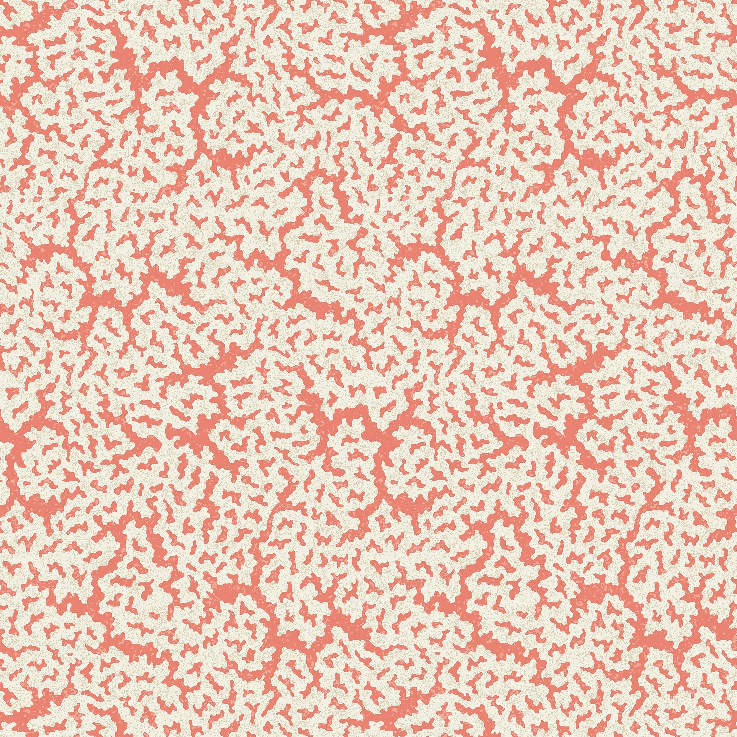 MALDIVES - Coral