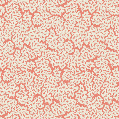 MALDIVES - Coral