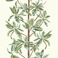 MANGROVE TREE - Sage