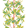 MANGROVE TREE - Coral