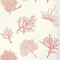 CORAL GABLES - Coral on White
