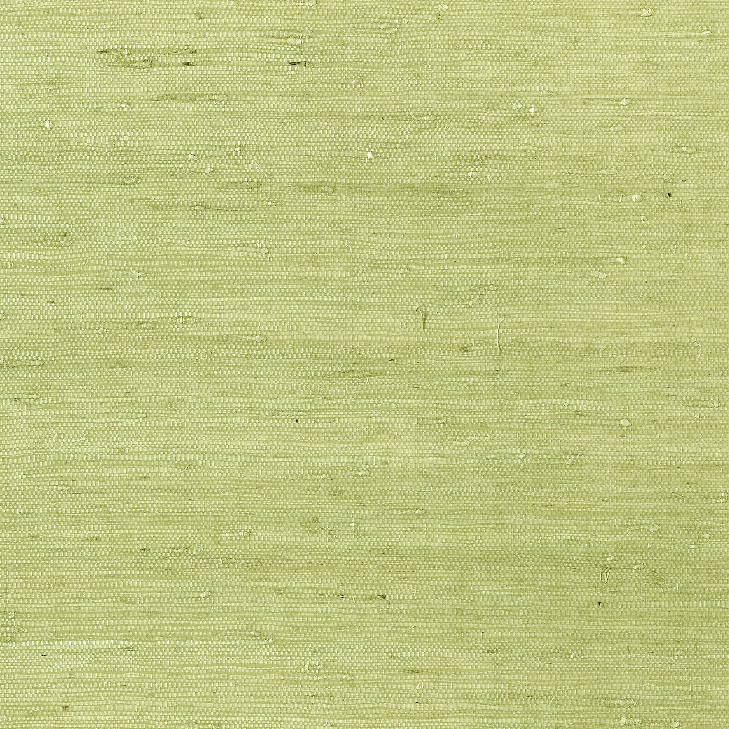 MARANTA ARROWROOT - Green