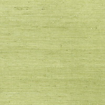 MARANTA ARROWROOT - Green
