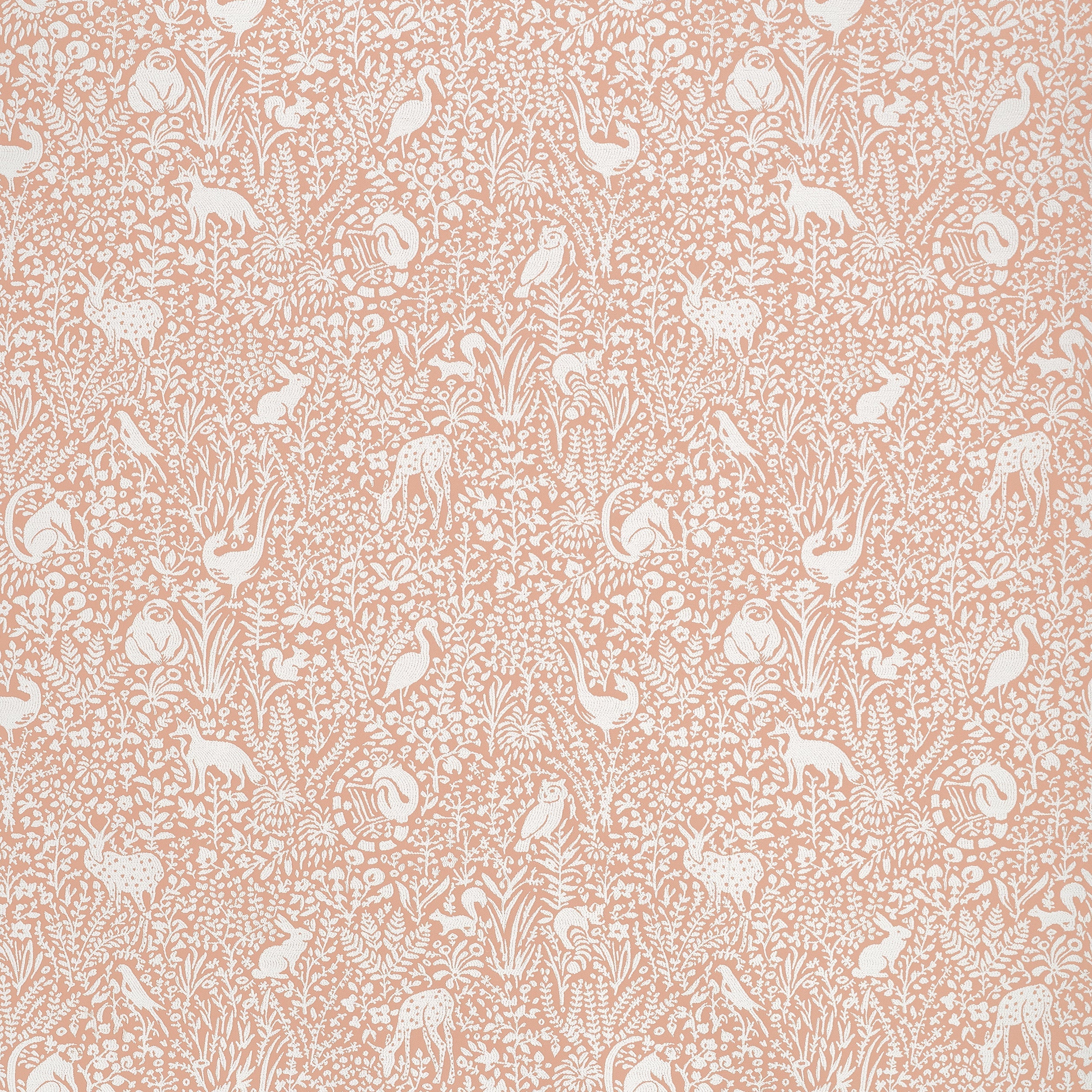KINDRED - Apricot
