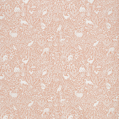 KINDRED - Apricot