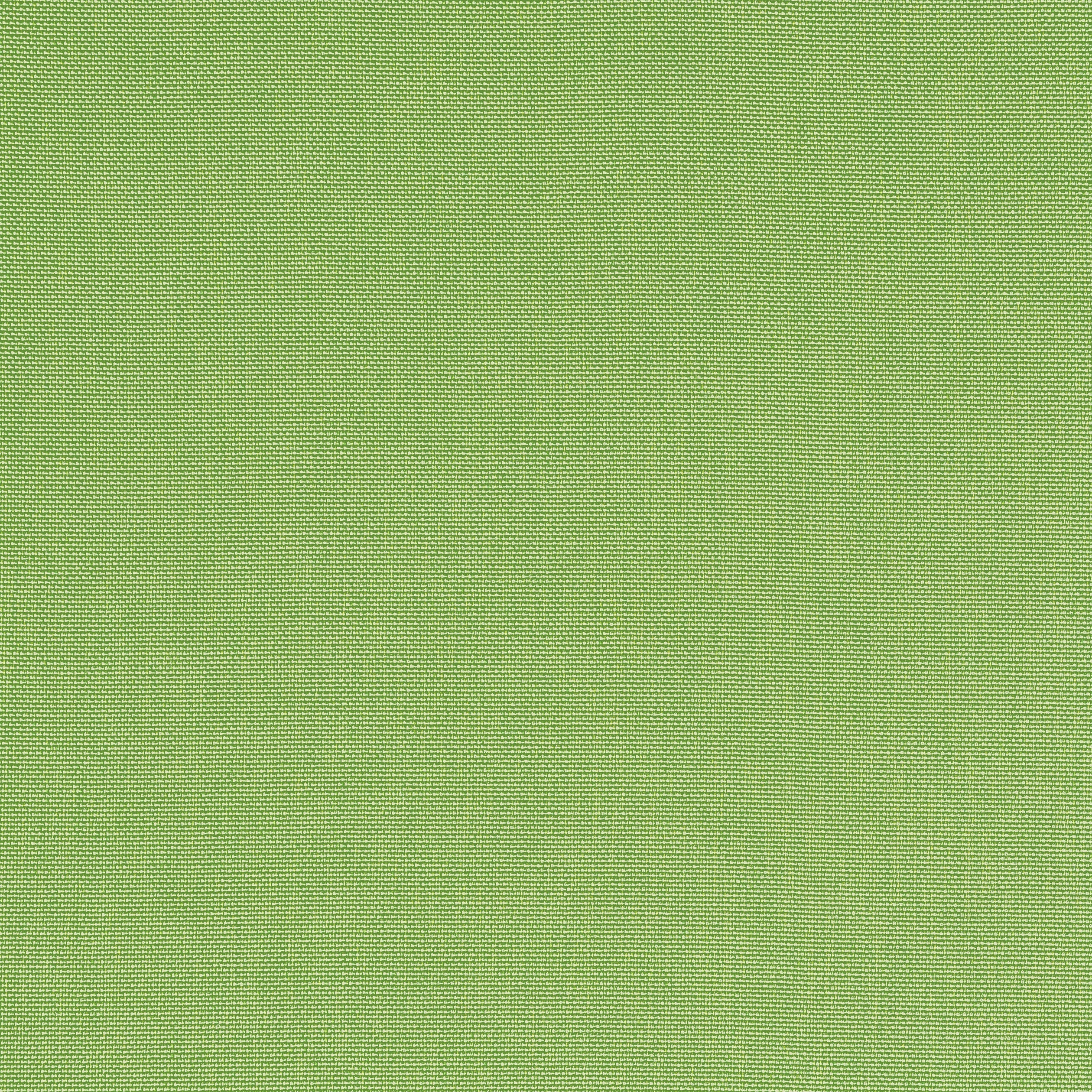 PALMER - Kiwi