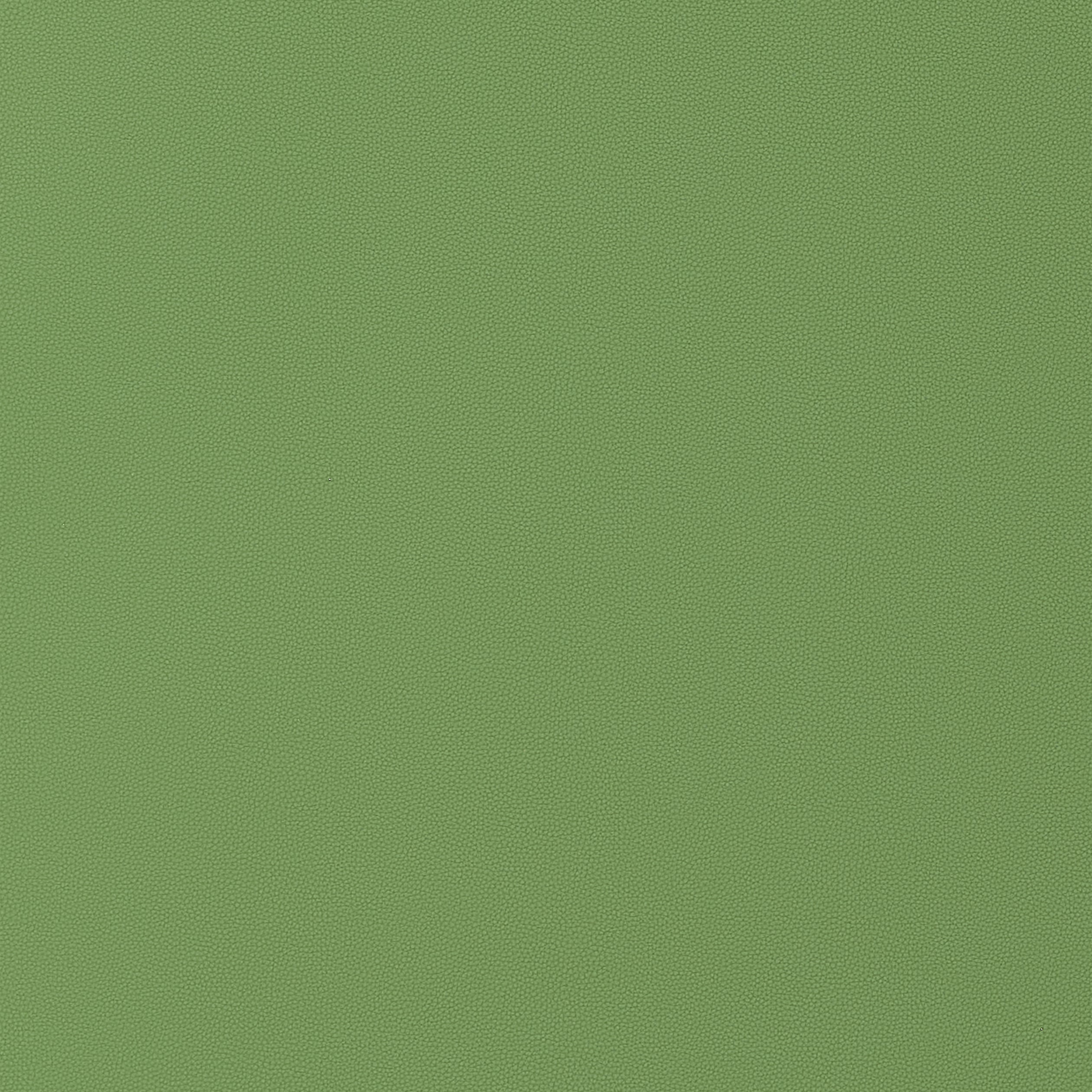 SALTA - Kiwi