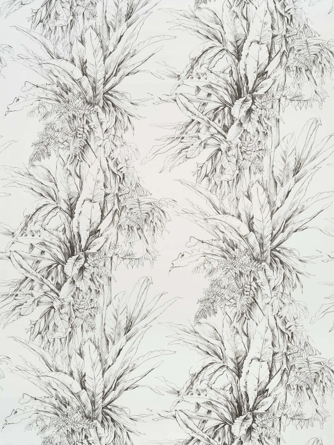 Watsonia Ciel - Rituel