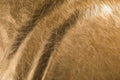 Tesoro Oro