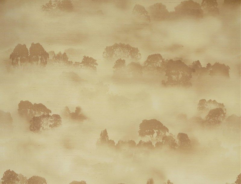 MISTY FOREST WALLPAPER (Atmosphere)