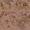 Courtney - 11012853
