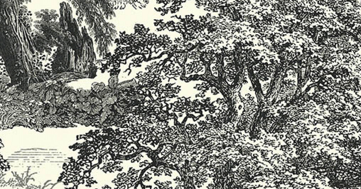 Salcey Forest