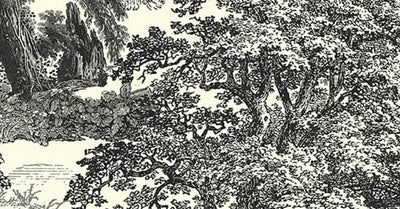 Salcey Forest