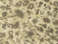 WILDCAT WALLPAPER (Duquette's Dawnridge Wallcovering)
